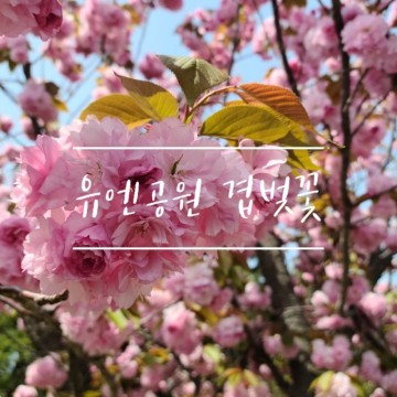 유엔공원 겹벚꽃 개화상황  : 지금이 만개 (2021.4.10)