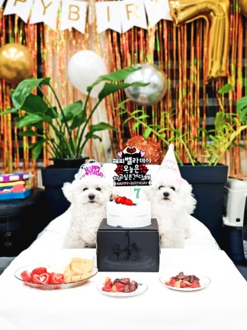강아지 생일 파티 💜벨라의 7번째 생일 사랑해 벨라야!