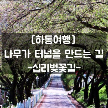 [하동여행] #십리벚꽃길_나무가 만든 터널