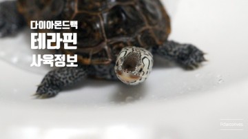 [테라핀, DBT(DiamondBack Terrapin)키우기] 테라핀 거북이 기르기, 사육법 (Updated 2021.12)