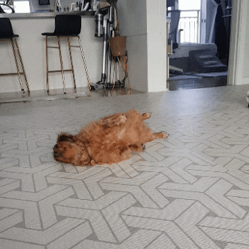 강아지가 바닥에 부비부비 하는 이유