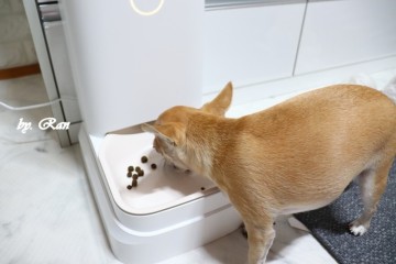 강아지 자동급식기 규칙적인 식사 가능한 바램펫 밀리