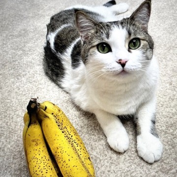 고양이 바나나 먹어도 되나요? 과일 먹일때 주의점