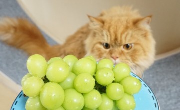 고양이포도 한알이라도 절대 주면 안된다냥! 고양이에게 독이 되는 치명적인 음식들