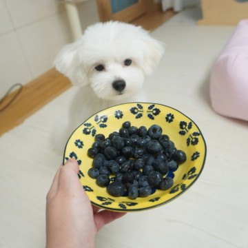 강아지 블루베리 먹어도 되나요? 몇개? (냉동, 잼은?)