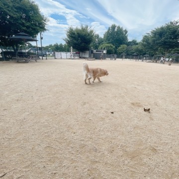 서울 강아지 놀이터 대형견 출입가능한 월드컵공원반려견놀이터