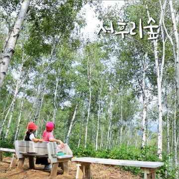 서울근교 당일치기 양평 서후리숲 자작나무숲 국내 조용한 여행지