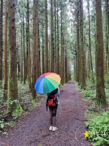 삼나무 숲, 해그므니소, 자연림이 예쁜 이승이오름 산책로 (이승악 둘레길)