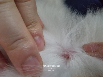 강아지 피부염 이물질로 인한 염증으로 24시 동물병원 行