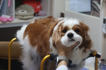 강아지 한방병원 VIP 동물병원 한방재활센터 침치료 2~3차 기록