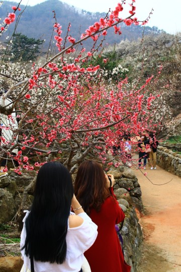 광양 매화마을 섬진강이 내려다보이는 홍쌍리 청매실농원으로 봄꽃 여행