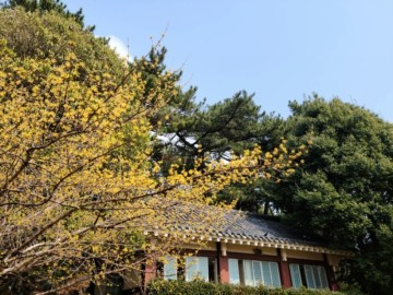 [부산3월가볼만한곳] 배화학교, 수영사적공원 (부산 3월 꽃구경)