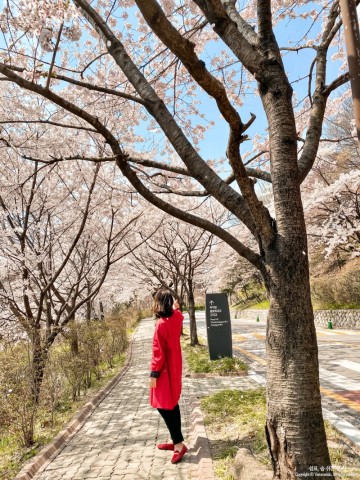 벚꽃 성지, 벚꽃 드라이브하기 좋은 서울 벚꽃 명소 '워커힐로'