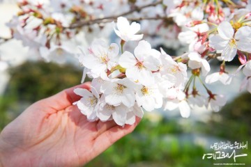 부산 벚꽃 명소 삼락생태공원 낙동제방벚꽃길