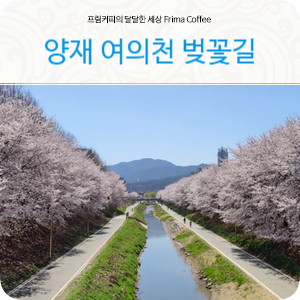 양재천 벚꽃길 제대로 보여주는 숨은 서울 벚꽃 명소