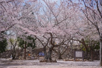 울산 벚꽃 명소/울산 가볼만한곳 - 간절곶 서생포 왜성 벚꽃