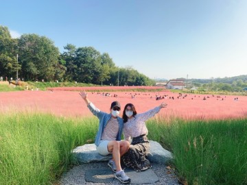 전북 고창 청농원 핑크뮬리축제 가을에 만나는 핑크빛 세상