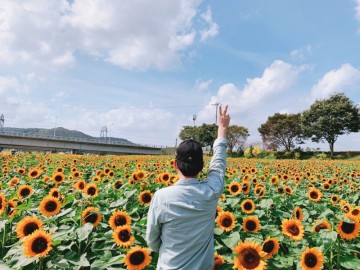 전남 장성 황룡강 생태공원 노란꽃잔치에 가득한 해바라기와 가을꽃