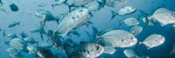 물고기를 비롯한 해양생물은 익사할 수 있을까??