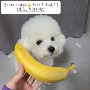 강아지 바나나 바나나칩 먹어도 되나요?(효능, 주의사항) : 건조바나나, 구운바나나, 바나나우유, 바나나과자는?