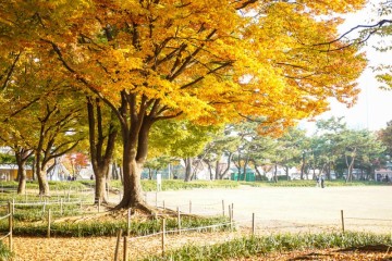 서울 올림픽공원 단풍 및 영희 위치와 가까운 곳 주차위치
