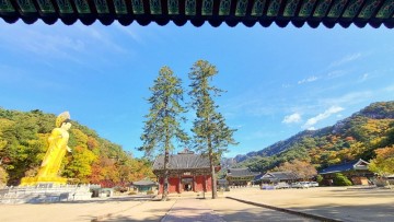 11월 가볼만한곳 충북  속리산국립공원 가을 단풍명소 법주사, 정이품송, 말티재 전망대 주차장 정보