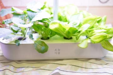 오늘식물 수경재배기 : 가정용 스마트팜 관찰일기