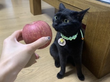고양이 사과, 급여해도 되는 과일 음식 인가요?