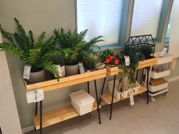 이케아 동부산점 홈가드닝 화분 식물 온실 구경하기