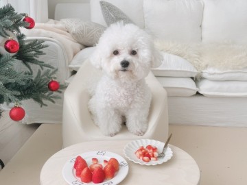 강아지 딸기 과일 먹일때 주의할점 꼭! 알아두세요