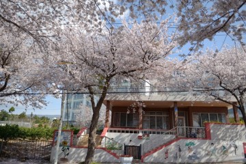 제주 주말에 가볼만한 곳 서귀포 벚꽃 엔딩 사진찍기 좋은 곳 BSET 3