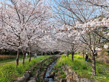 제주도 벚꽃 명소 직접 가본 제주 예래생태공원 봄꽃놀이