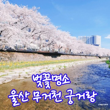 벚꽃명소 울산 무거천 궁거랑으로 봄꽃축제 떠나요!