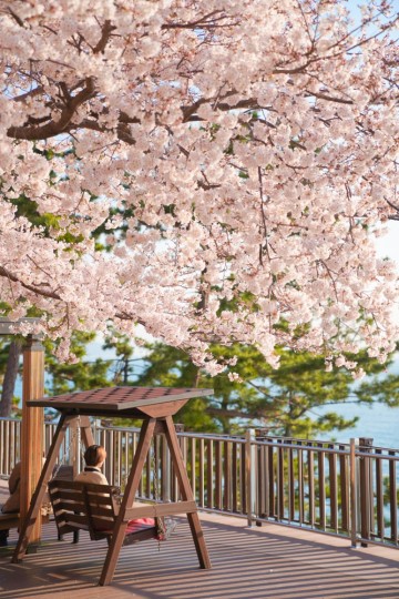경남 거제도 벚꽃 명소 양지암조각공원 포함 5곳