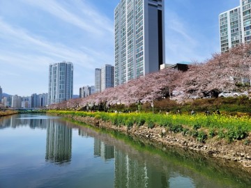 부산 벚꽃 명소 온천천 한양아파트 유엔공원 4월 초 절정