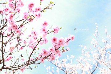 [일본생활] 벚꽃 엔딩 : 핑크 감성 팡팡 터지게