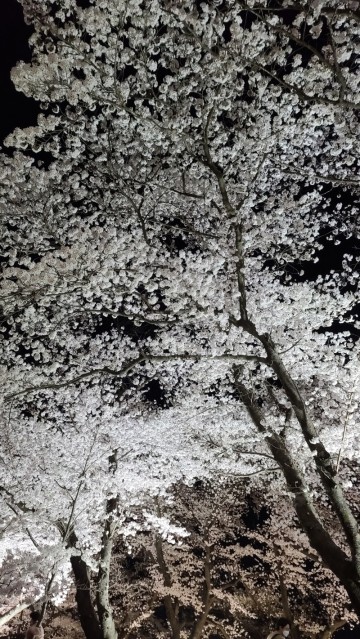 경주 야경 드라이브 경주 벚꽃 명소 흥무로 벚꽃길(4월 3일)