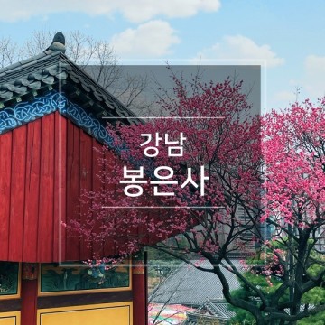 서울 강남 절 봉은사 홍매화 명소 개화시기 볼거리, 전국유명사찰 관광지 4월 봄에 꽃구경 가볼만한 곳