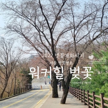 2022 벚꽃개화시기 - 4월 5일에 다녀온 서울 벚꽃 명소 워커힐 벚꽃길