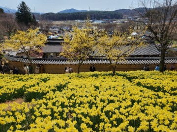 서산 유기방가옥 노란 수선화꽃이 눈부신 꽃구경 명소