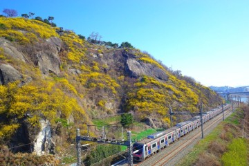 서울 꽃구경 명소 응봉산 개나리 등산