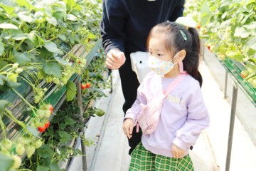 애들데리고갈만한곳 인천 고씨 딸기 체험농원