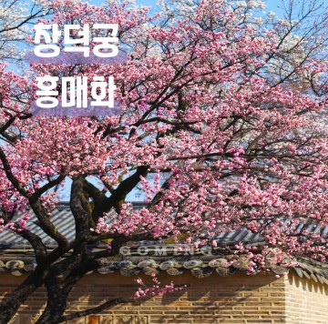 서울 창덕궁 홍매화와 꽃구경 포토존 위치 궁궐뷰 카페까지~