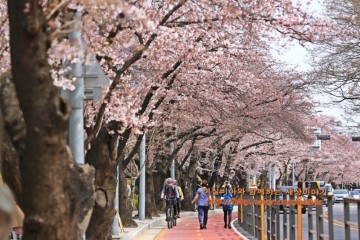서울 벚꽃 명소 2022 벚꽃 개화시기 4월 꽃구경 나들이 봄에 가볼만한곳 여의도 봄꽃 여행