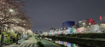 [외출기록] 야간 불광천 벚꽃라이딩 × 벚꽃분수