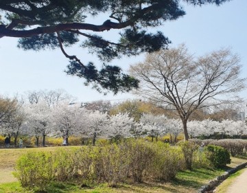실시간 올림픽공원 야생화단지 벚꽃개화 여행