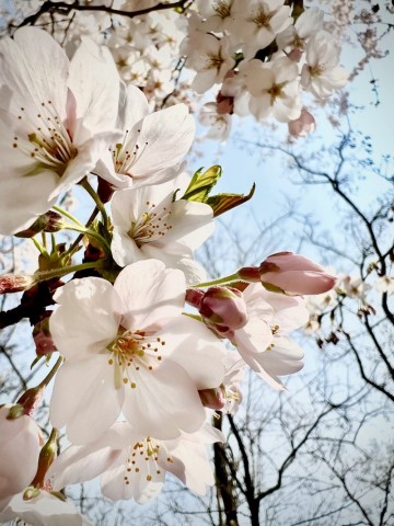 아이폰으로 벚꽃사진 잘 찍는 방법 방출~ 봄날 가기 전 찰칵!