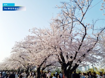 서울 주말 봄나들이 여의도 벚꽃 주차 무료 꿀팁 및 방문 후기