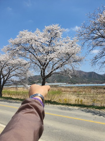 천안 벚꽃 캠핑 노지 차박장소추천 위례벚꽃길 벚꽃터널은 다시 내년을 기약.
