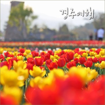 경주 여행 코스 첨성대 튤립 봄데이트 4월 꽃구경, 국내 봄 여행지
